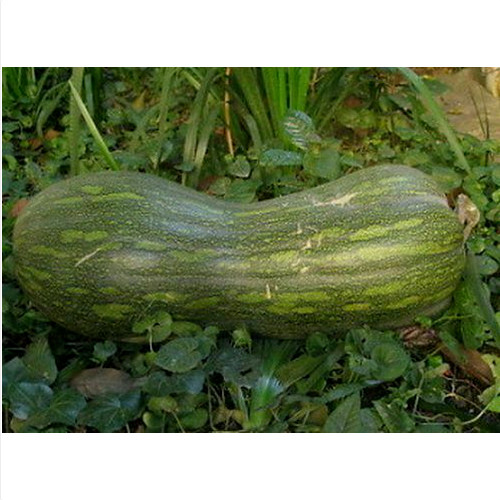 Semi zucca gialla - di,