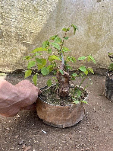 Bonsai olmo giapponese - olmo,