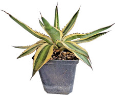 Agave lophantha variegata