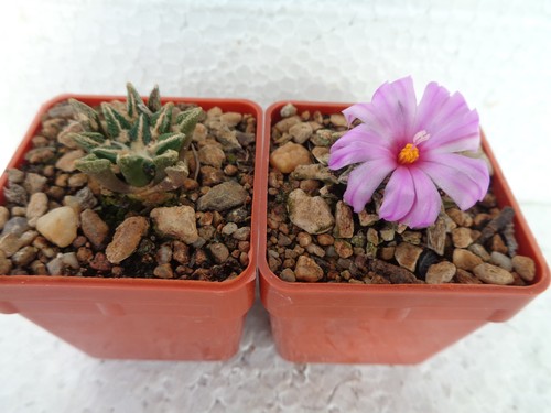 Ariocarpus kotschoubeyanus