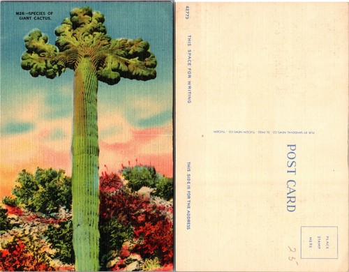 Cartolina specie cactus - cartolina, di