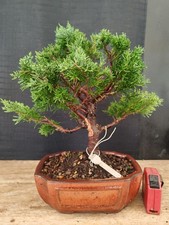 Bonsai ginepro itoigawa - ginepro, 38