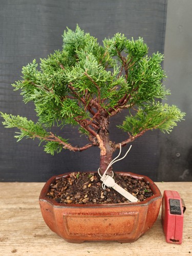 Bonsai ginepro itoigawa cm - ginepro,