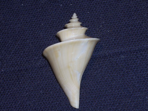Thatcheria mirabilis extra - thatcheria,