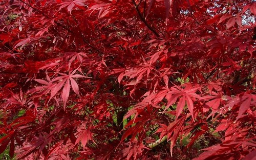 Acero rosso giapponese acer - acero,