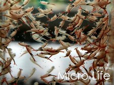 1.000.000+ uova di gamberetti