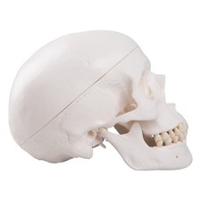 Cranio didattico scomponibile