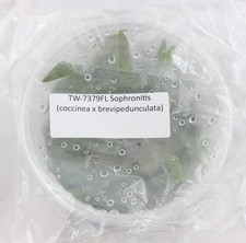 FIASCHETTA Sofronite (coccinea x brevipedunculata)