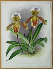 Tiglio Lindenia stampa