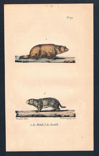 1840 marmotta bobak - marmotta, animale