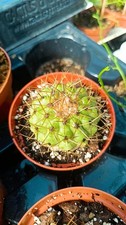 Copiapoa haseltoniana