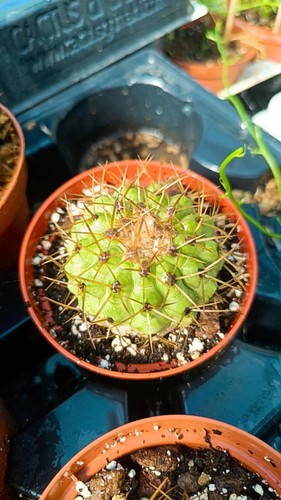 Copiapoa haseltoniana