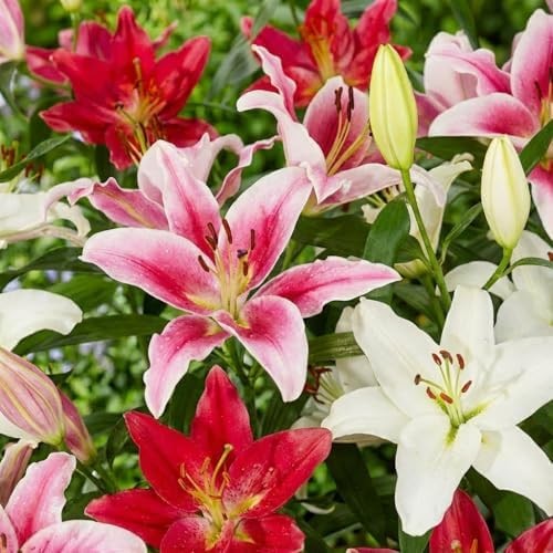 Bulbi fiori perenni esterno - bulbi,