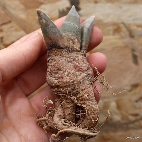 K081 ariocarpus special price - k081,