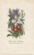 Stampa antica linguaggio dei - antica,