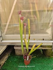 #8 - Sarracenia Areolata x