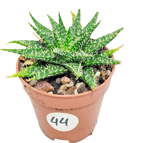 Aloe pepe vaso cm - aloe,