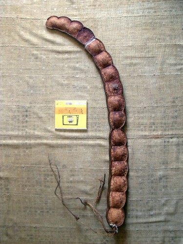 Carrubo gigante lungo circa - , 1