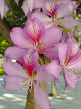 Bauhinia _arbol De Las