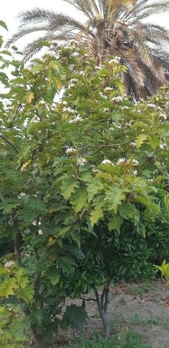 Solanum chrysotrichum albero - solanum,