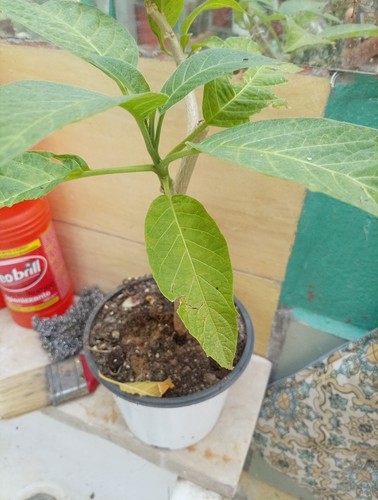 Brugmansia charles grimaldi - brugmansia, grimaldi"