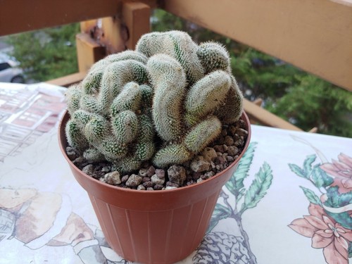 Notocactus brain crested - notocactus,