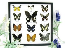 12 farfalle vere, imbottite