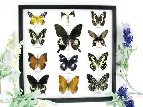 Farfalle vere imbottite - 12,