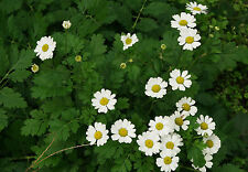 900 Graines de GRANDE