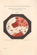 Poster Analisi Vino XIX Secolo