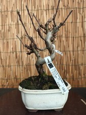 Bonsai melo 32cm - di,