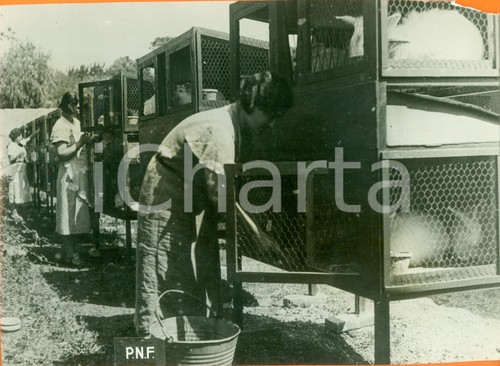 1941 roma ww2 allevamento - 1941,