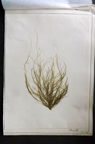 Pressed seaweed 1880 british - 1880's,
