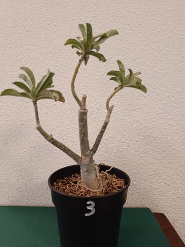 Adenium obesum greffé rose - adenium,