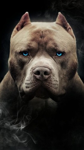 Ritratto cane pitbull amstaff - cane,