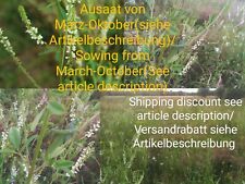 Trifoglio bianco, Melilotus