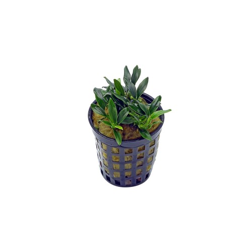 Anubias barteri var nana - barteri,