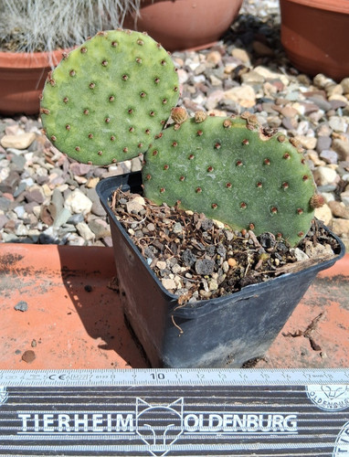 Opuntia rufida phoenix cactus - phoenix,