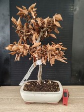 bonsai  di carpino   h 50 cm visita il negozio