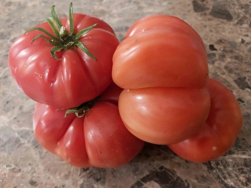 Pomodoro cor bou - pomodoro, de