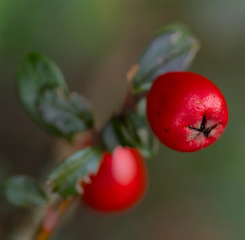 Pyracantha coccinea 50cm - 20-50cm,