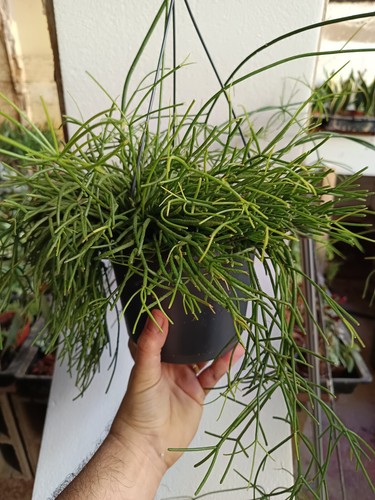 Rhipsalis baccifera grande - baccifera,