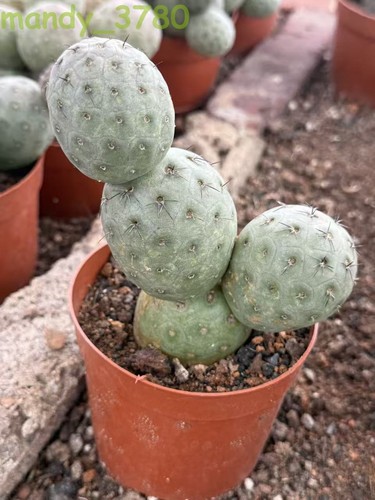 Pianta cactus succulento - pianta,