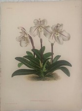 CYPRIPEDIUM MICROCHILUM