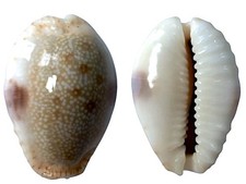 Cypraea erosa chlorizans f. lactescens, Moorea, Tahiti, 23,8 mm, CUTE, CALLOUSED