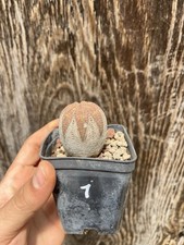 Euphorbia Obesa/ Wild Plant / Collection Plant Pot 7cm x 7cm