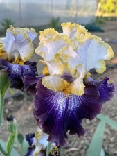 Iris TB,  'Venus atmosphere'