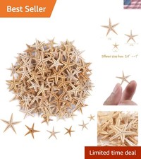 Sea Shells Starfish Craft