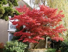 1 PIANTA DI ACERO PALMATUM