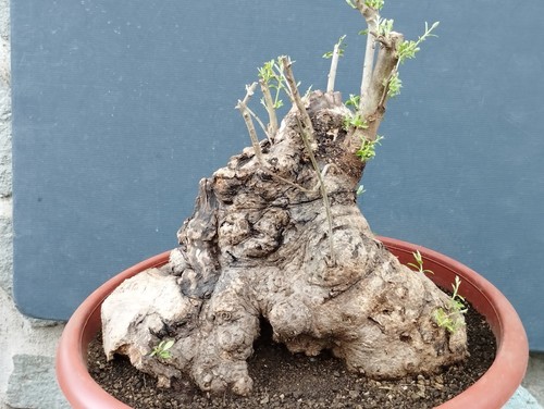 Bonsai olivastro 40x40 - 40x40, cm